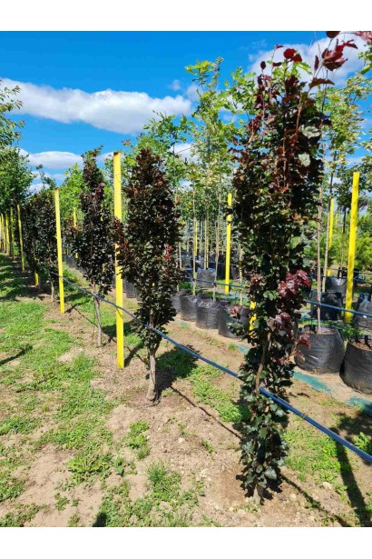 Бук лесной Дэвик Пурпл  ком/вис.170-200см/Ø40-50см/обхват 6-8см